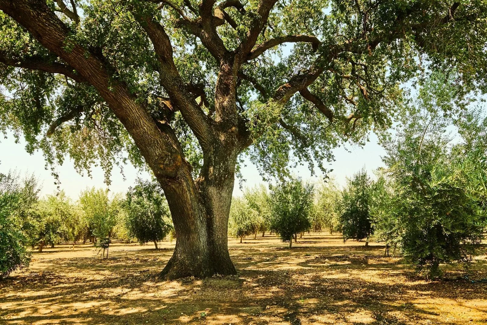 Old olive tree in an orchard during the olive harvest, editorial photography