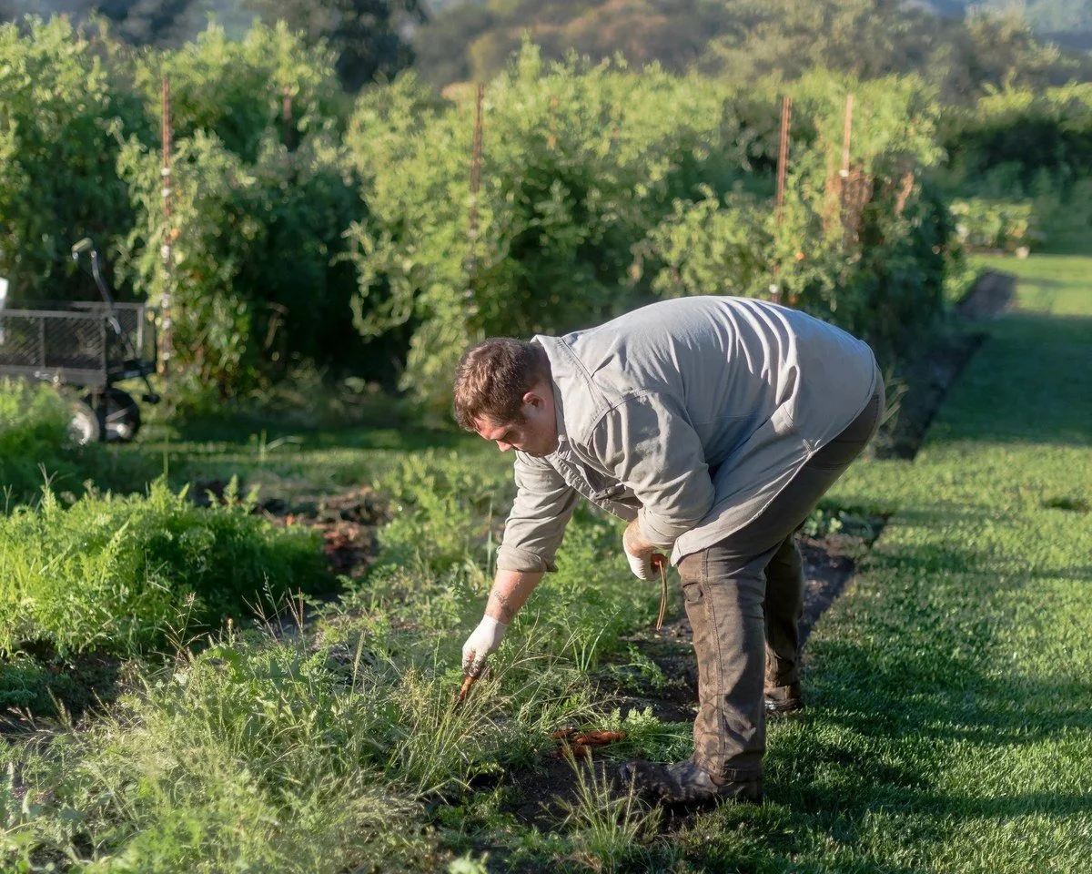 Chef harvesting fresh herbs in the garden