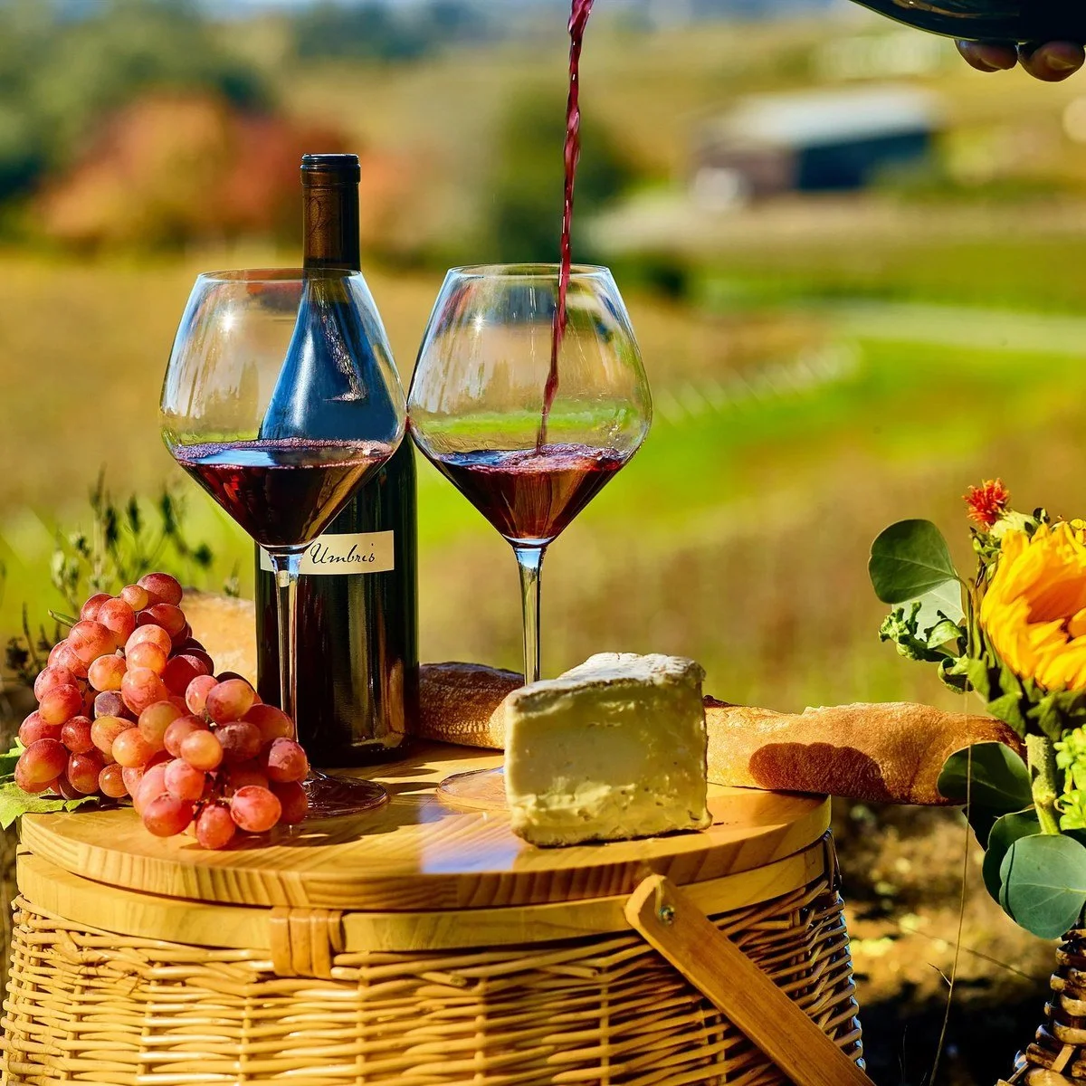 Red wine and cheese picnic basket set in a vineyard
