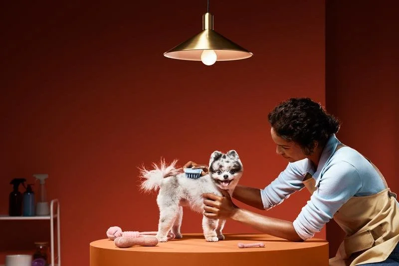 How to Build a Website for a Pet Care Provider