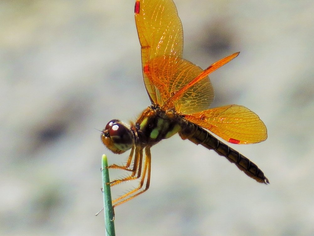 Eastern+Amberwing.jpeg