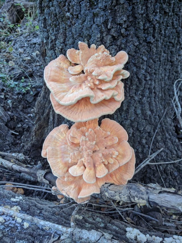Mushroom_1.jpg