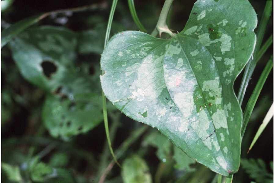 Smilax_bona-nox.jpg