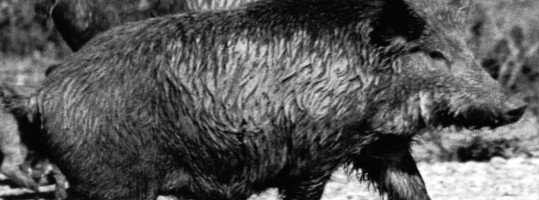 Wild Hogs - A Few F.A.Q.s