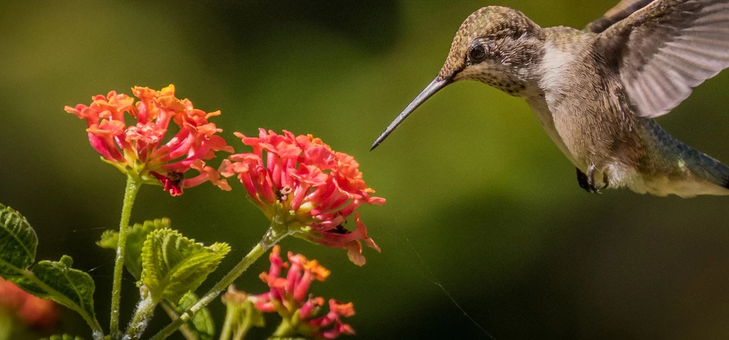 Reading Recommendations