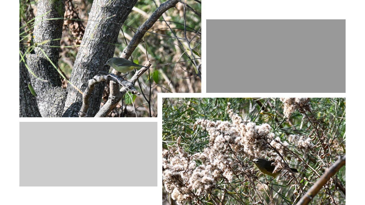 Orange-crowned Warbler (upper left), Orange-crowned Warbler feeding on goldenrod seeds (lower right)