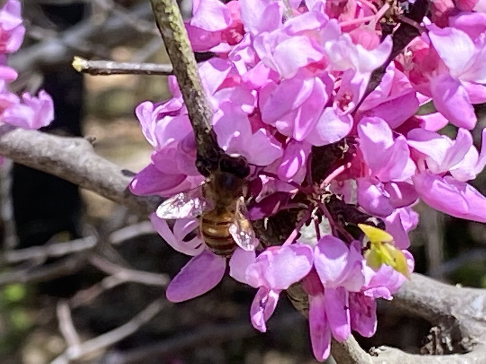 Native Plant Sale at the San Marcos Discovery Center