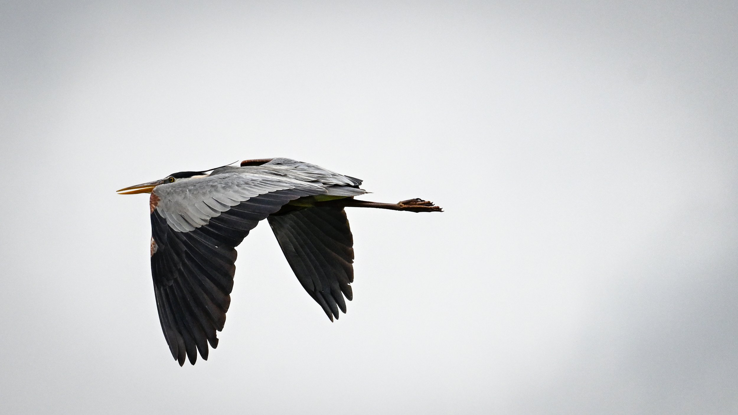 A Great Blue Heron takes off at Scout Pond