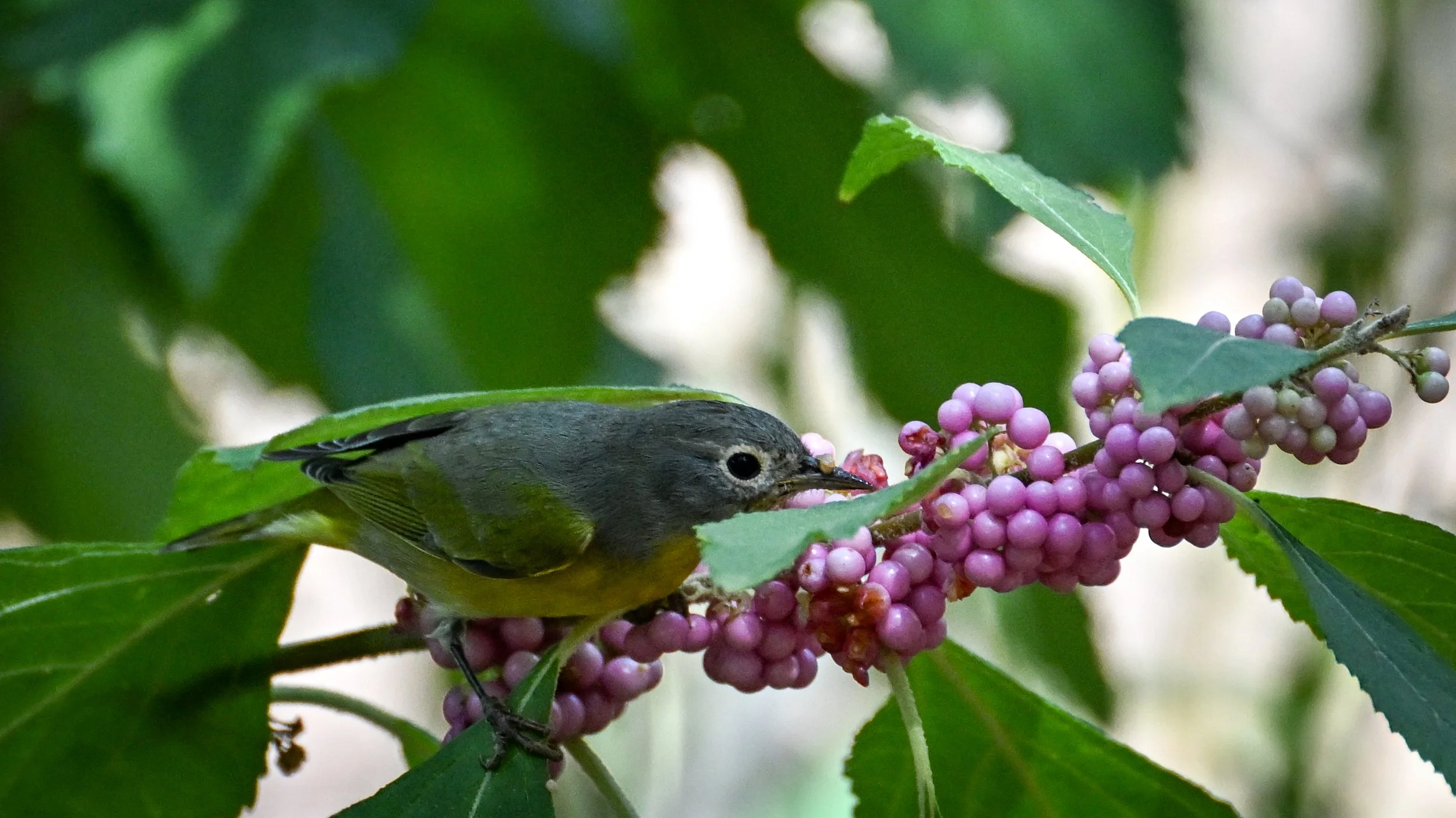 Land Stewardship is for the Birds