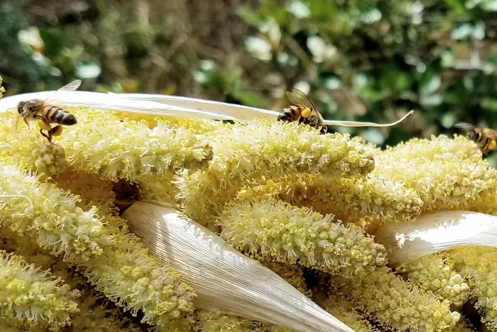 Pollinators Make It Happen!