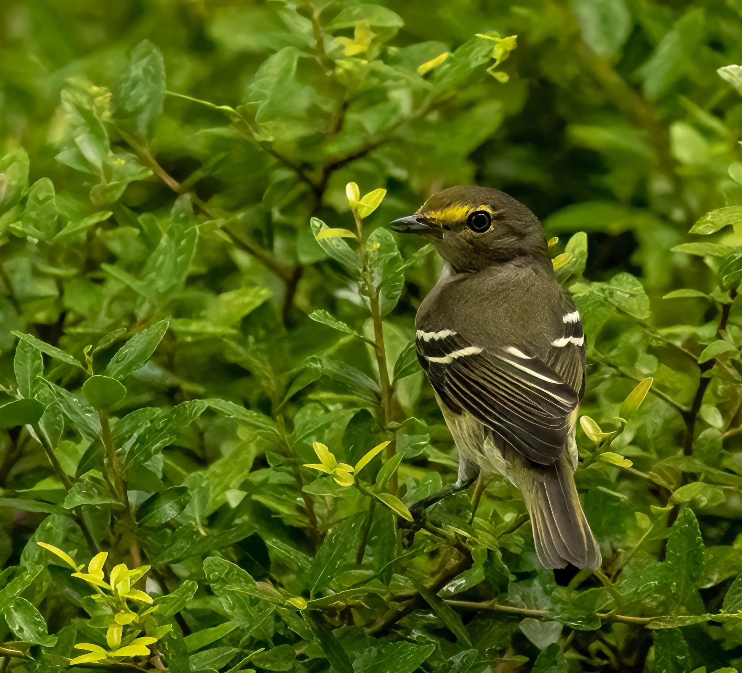 Land Stewardship is for the Birds