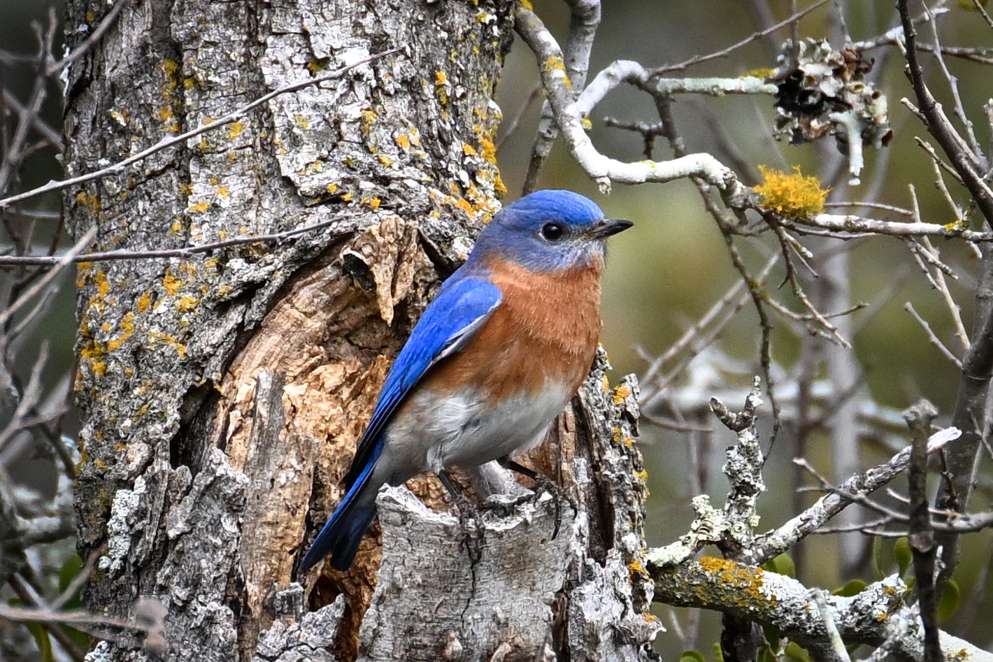 Where Birds Begin