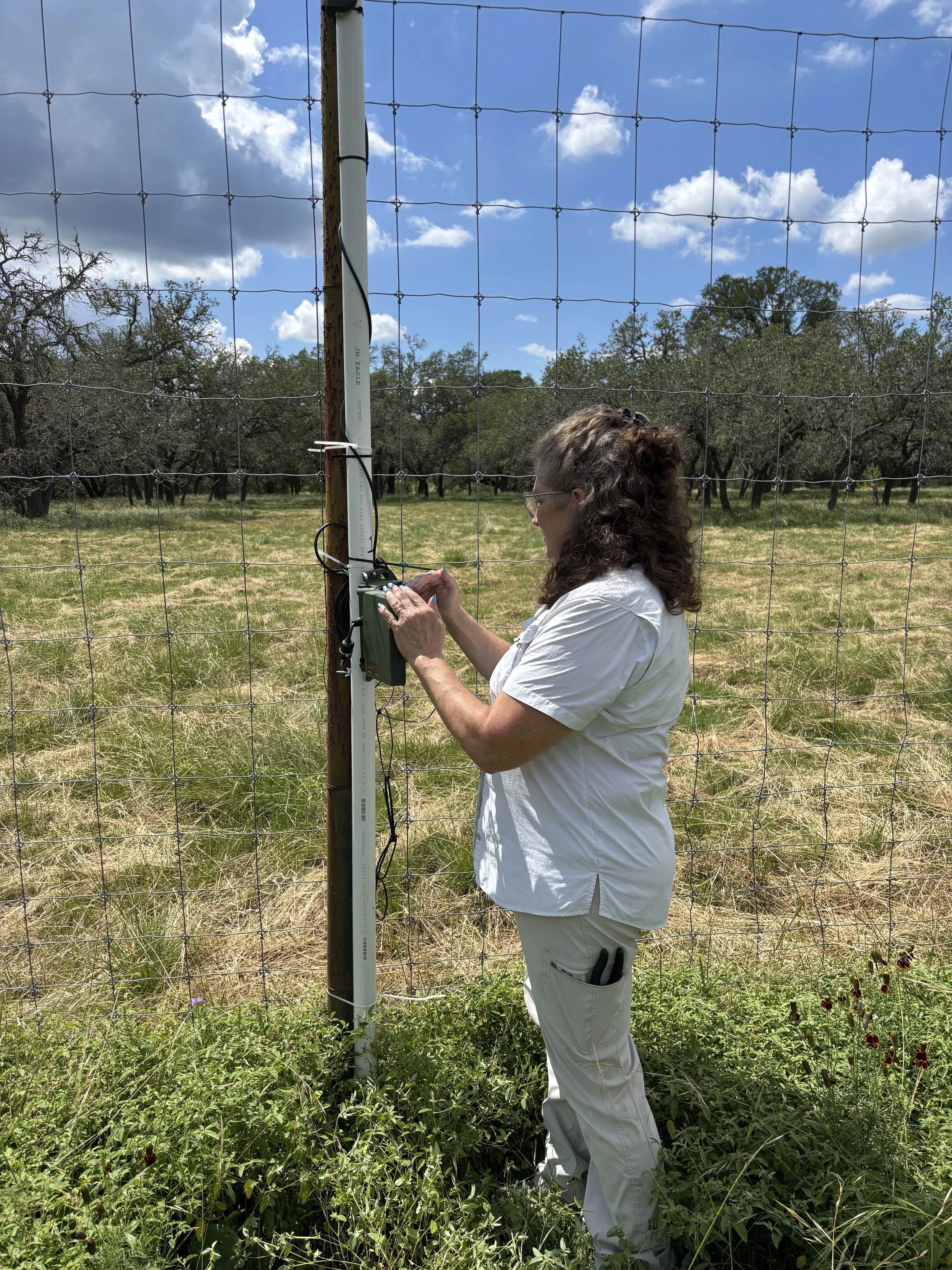 Bats, Algorithms, and a Cemetery