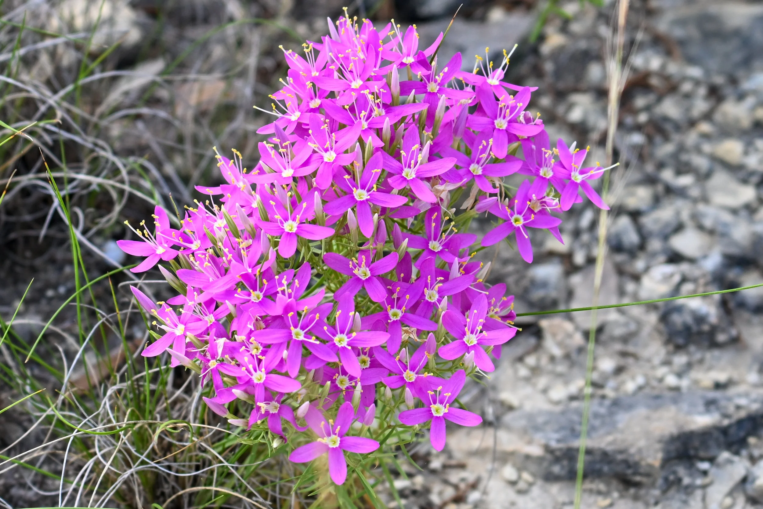 Mountain Pinks