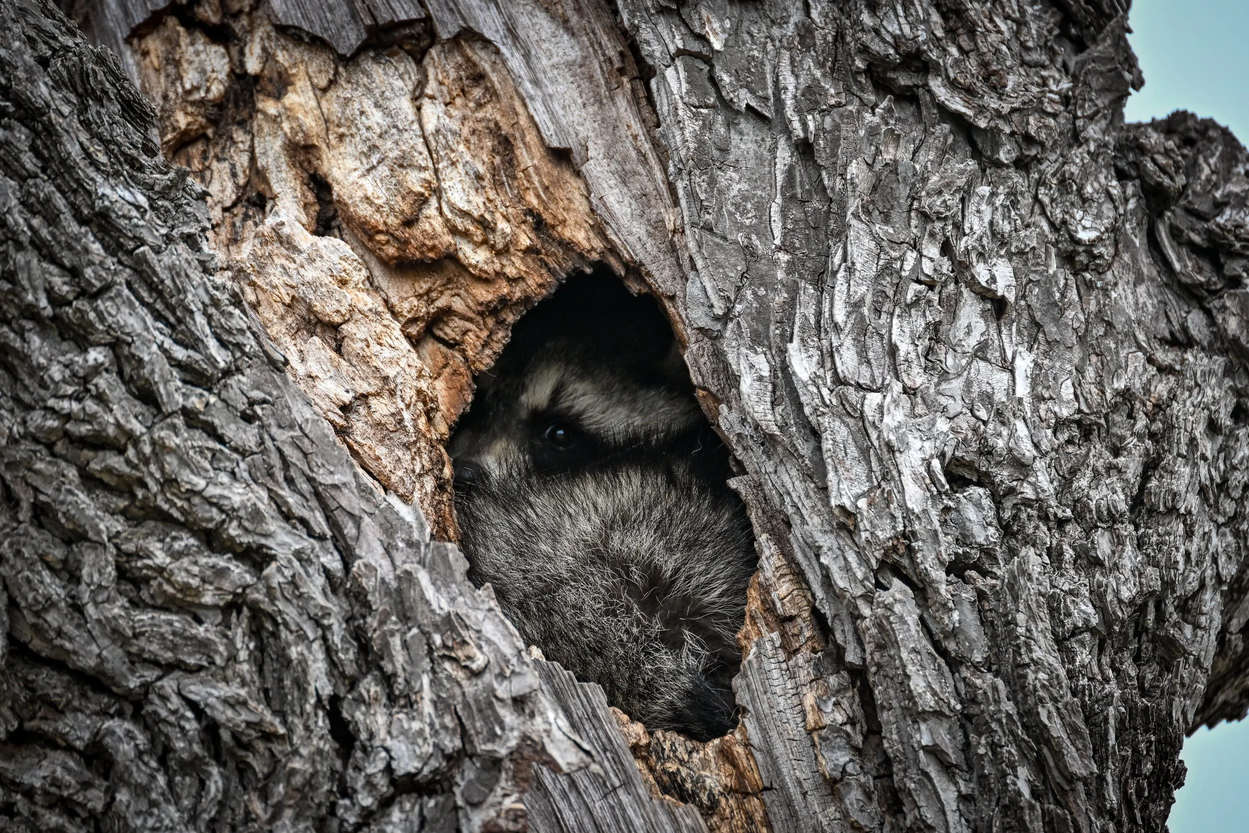 Wild Neighbors Love Trees