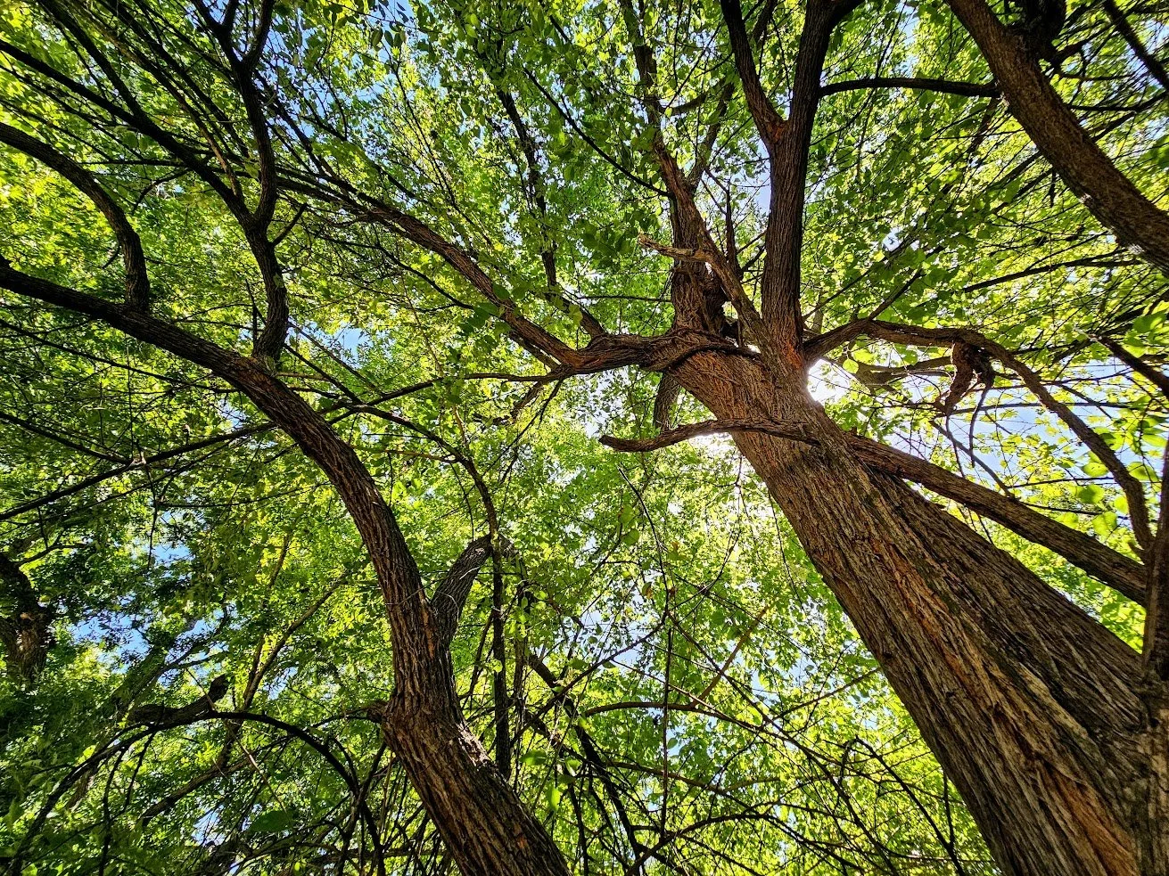 The Bois d’Arc Tree — Beautiful Hays County