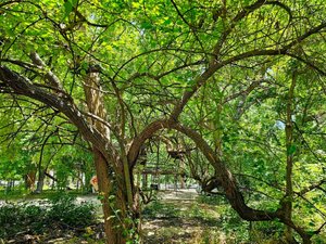 The Bois d’Arc Tree — Beautiful Hays County