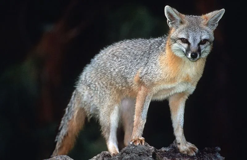 Grey Foxes of the Hill Country — Beautiful Hays County