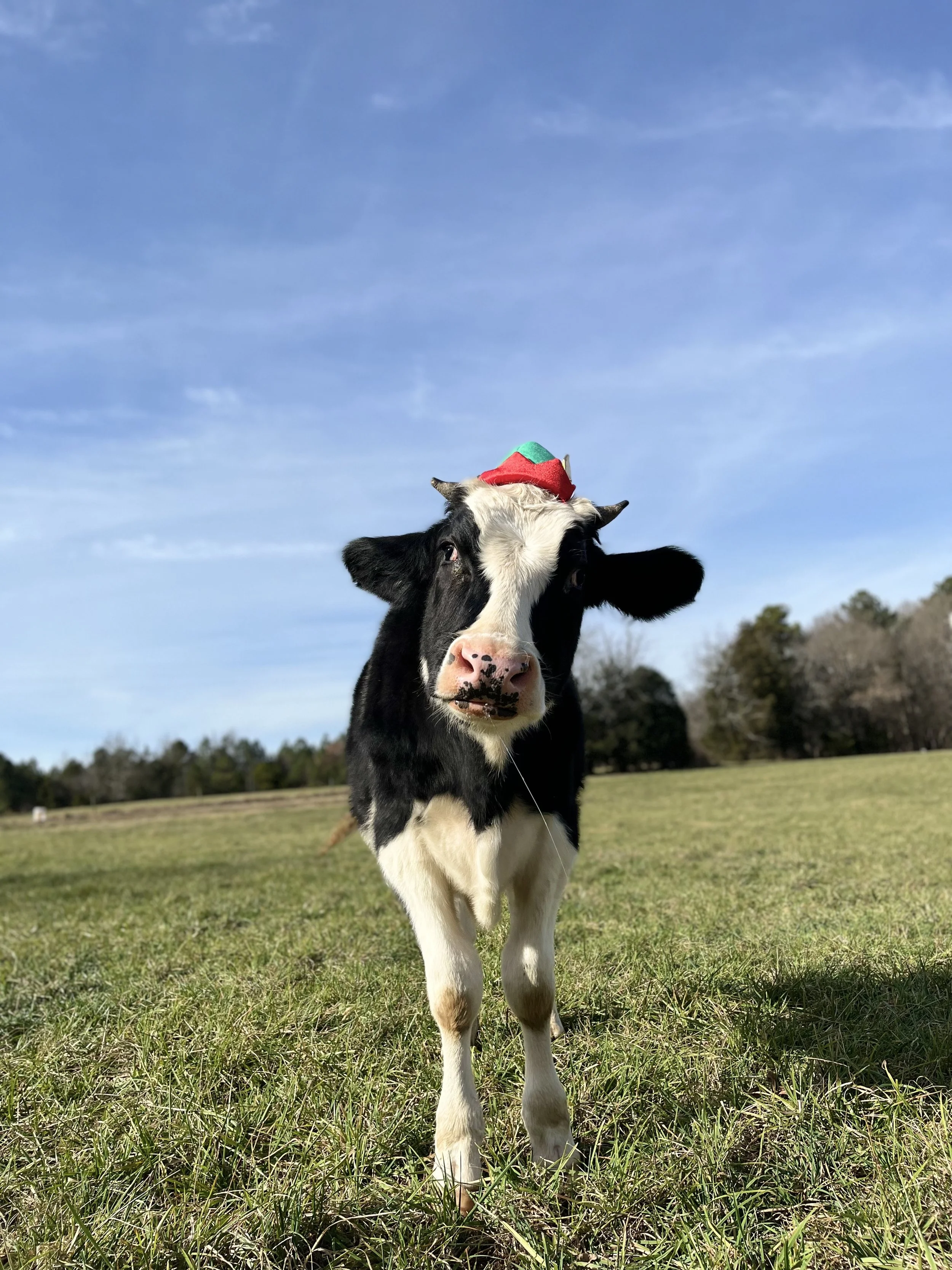 About — Allen Family Farms