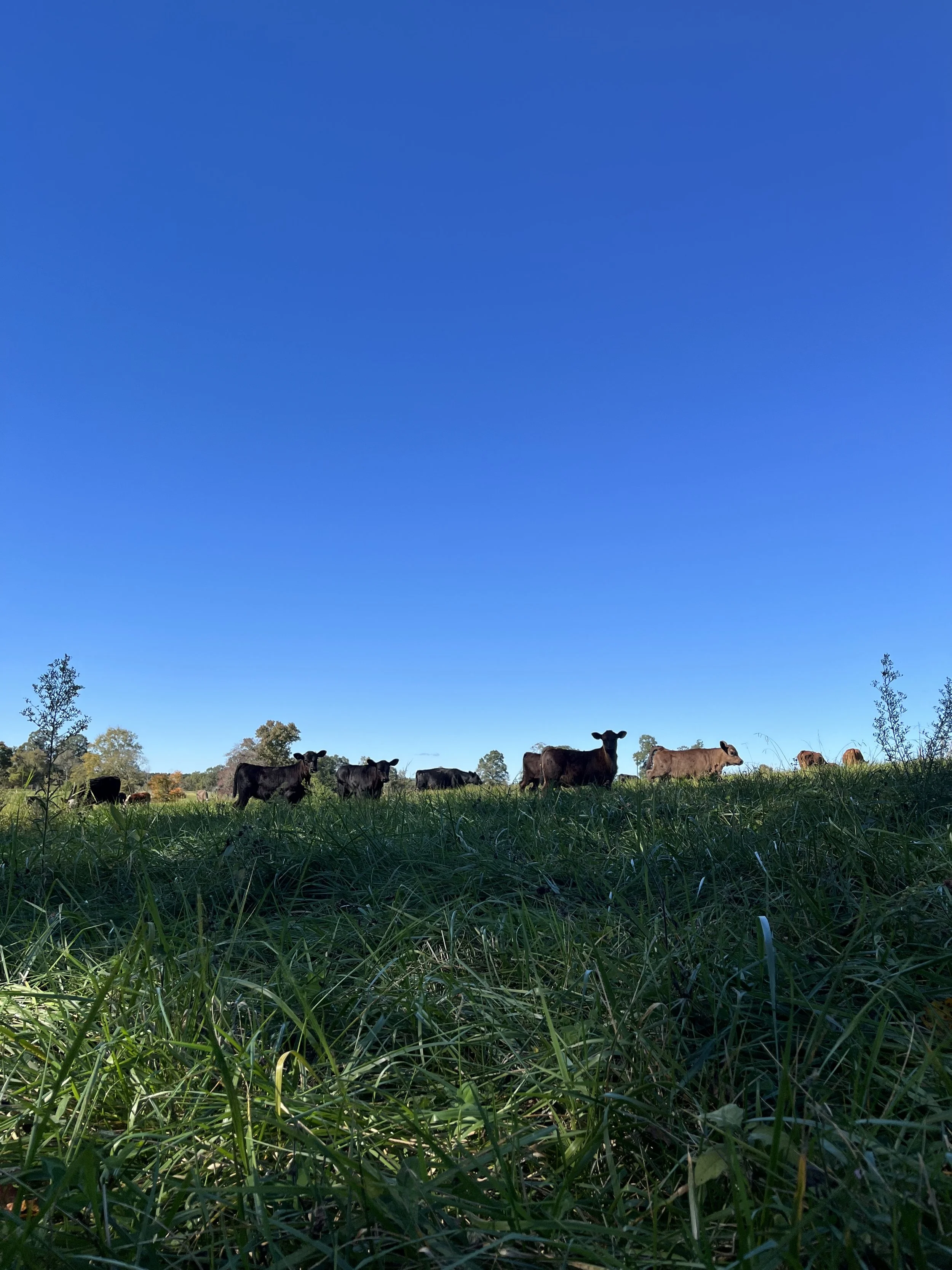 Allen Family Farms Farm Raised Beef
