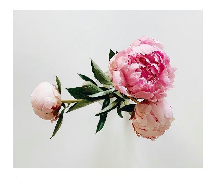 Peony:
&hellip;at the local farmers market I bought the largest bunch of peonies I could hold. Securing them into my bike basket, I cared for them on the ride home. I would ease my bike slowly over bumps and turns being sure to not bend stems or ruff