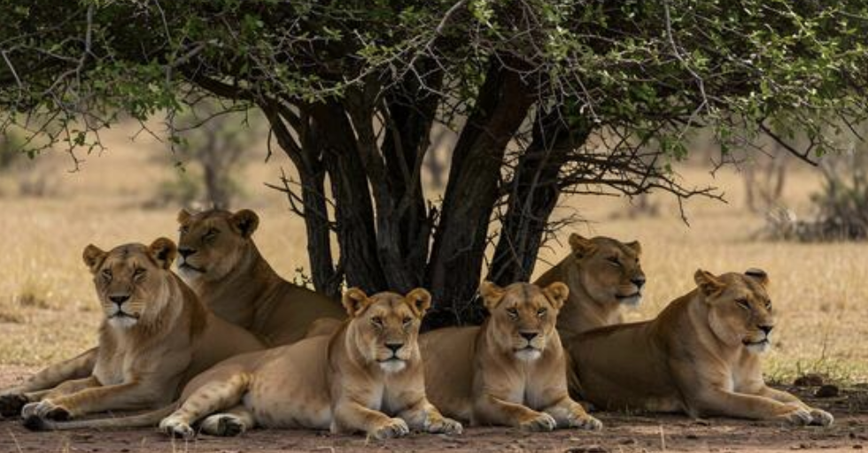 Lioness