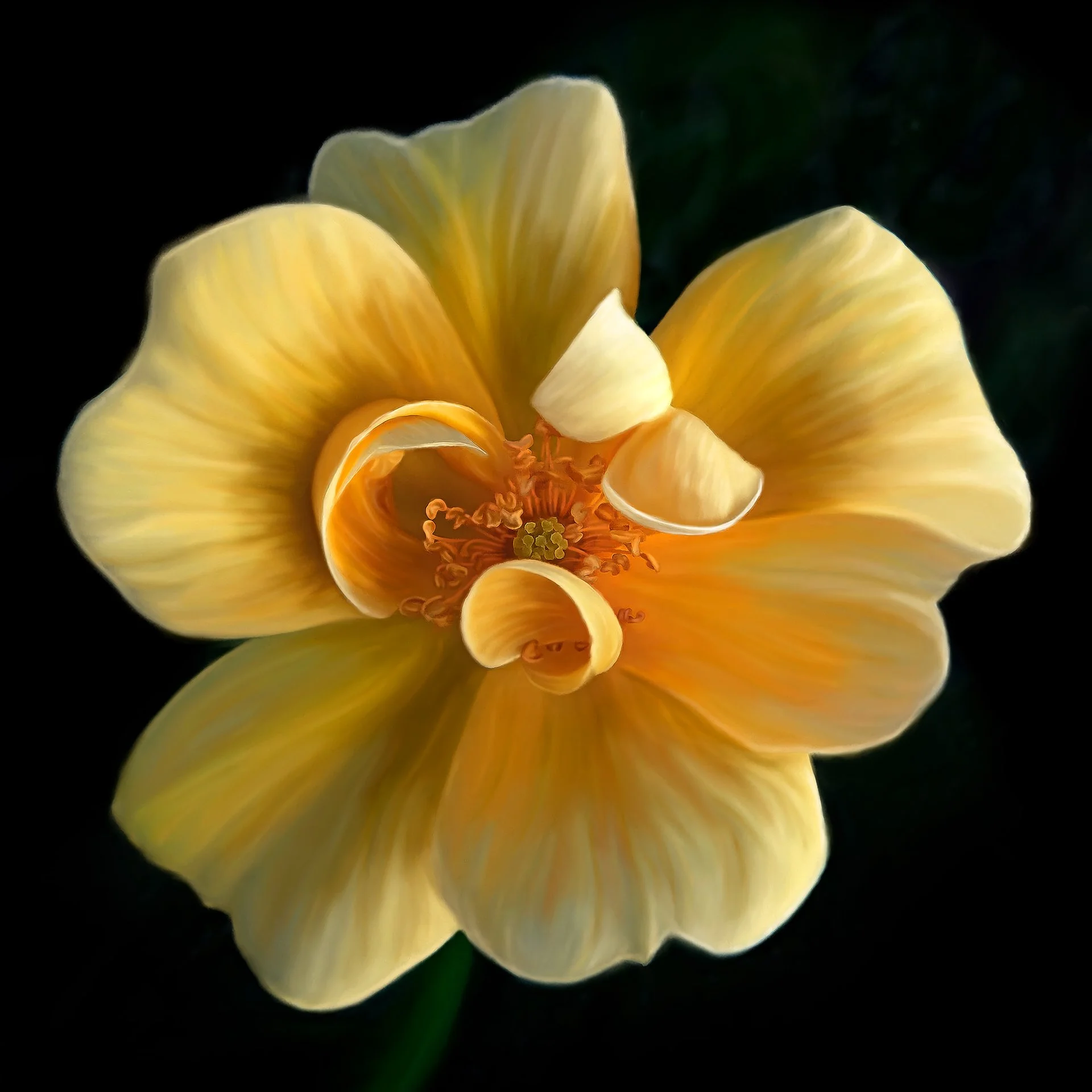 Yellow Rose • rosa radsunny
