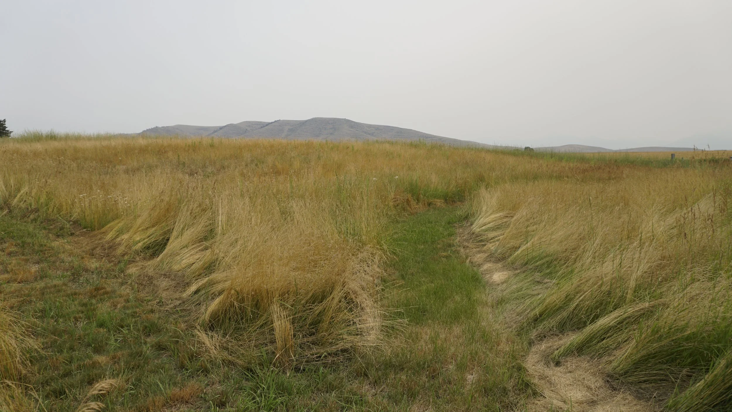  A site-specific painting made for a private art auction with Open Air MT, using pigments from Moiese, Montana.  The three pigments were made out of a collection of picked and dried sage, and a sample of rocky soil dug out from under a patch of nativ