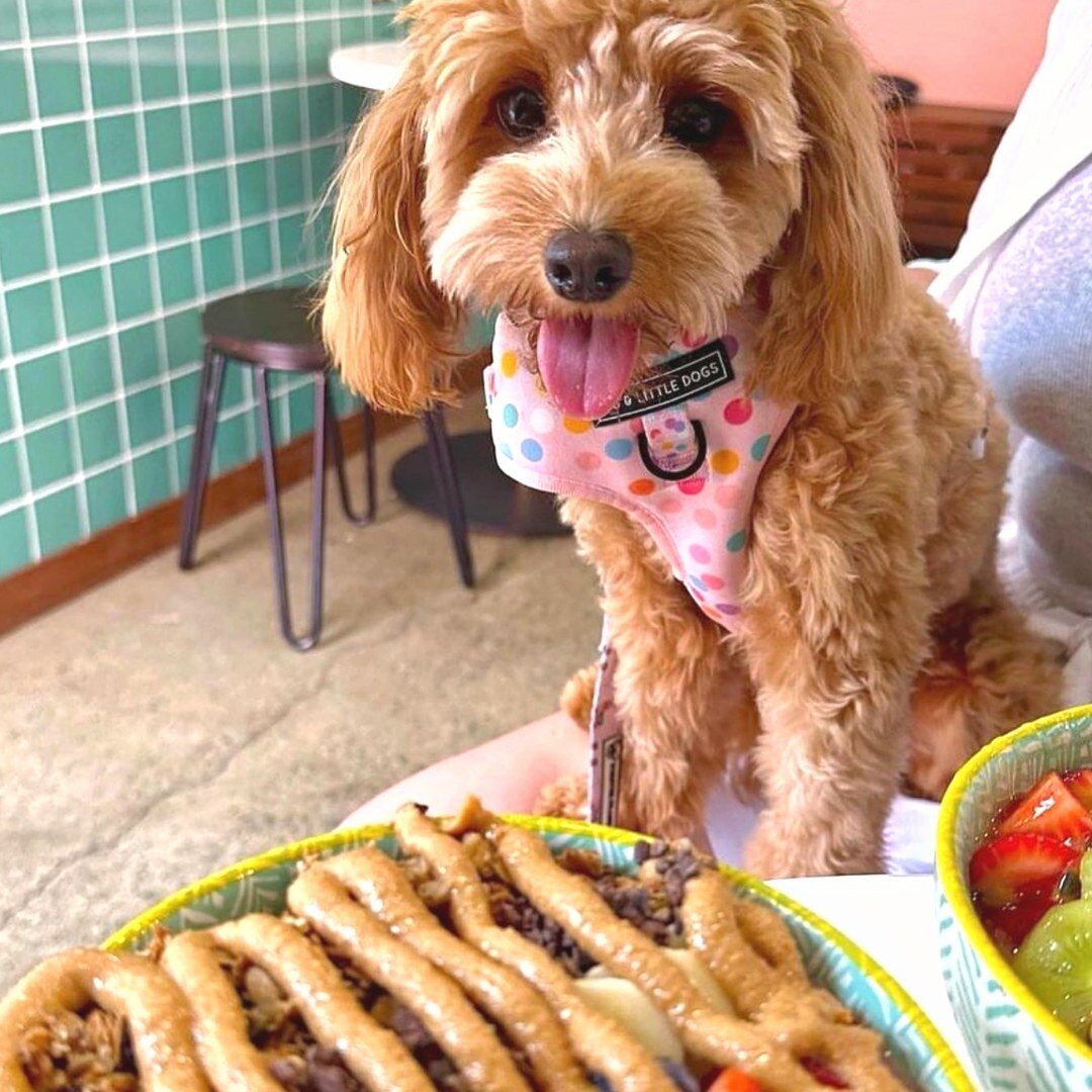Don't know where to head for breakfast after a night at Miss Baker's with your furry friend 🐶 💕

Head down to @barenakedbowlsbondibeach for a selection of fresh breakfast bowls! 🍉 🍌

Just a 2 minute walk with your pooch from Miss Baker's 👙
&bull