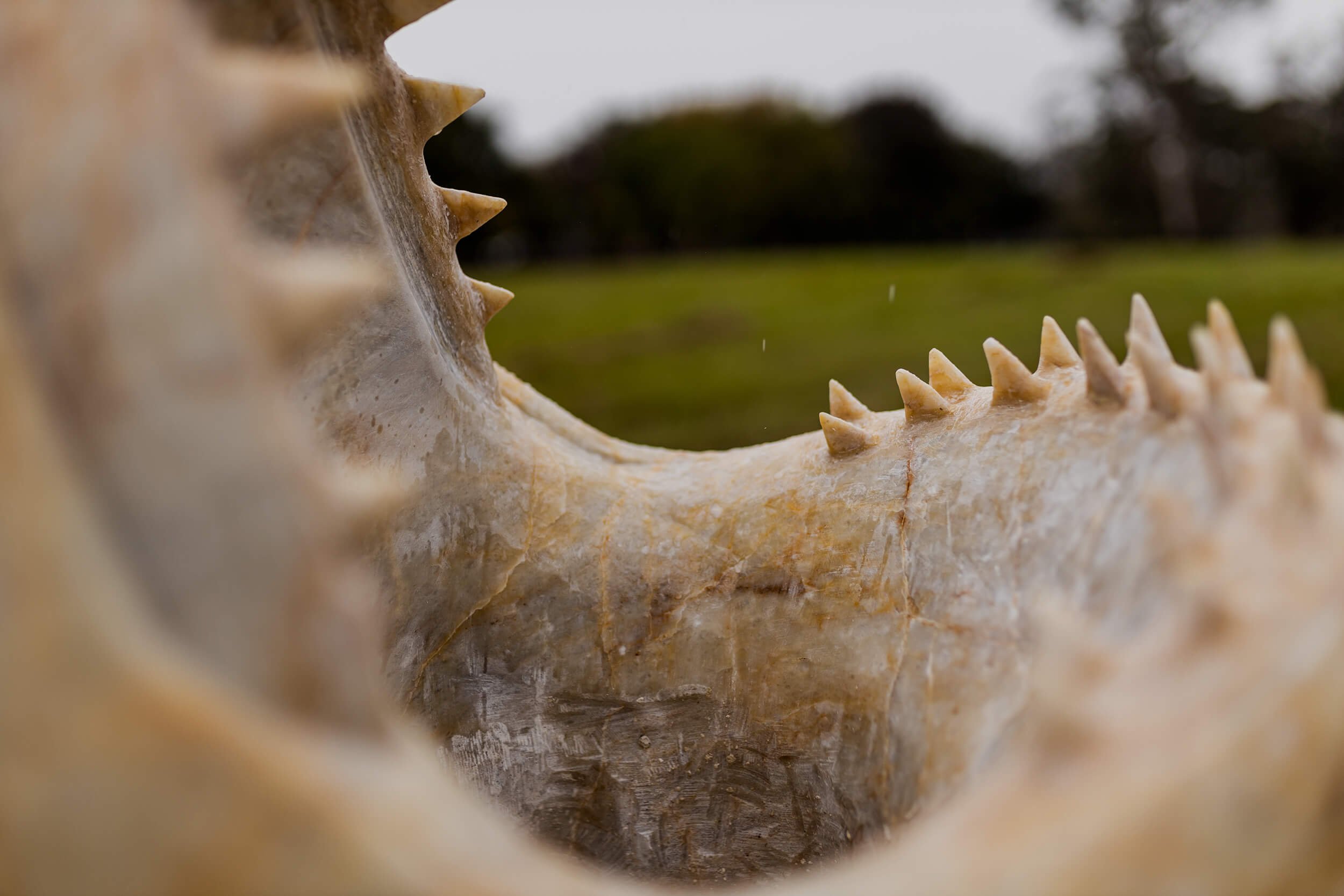 Shark-Detail.jpeg