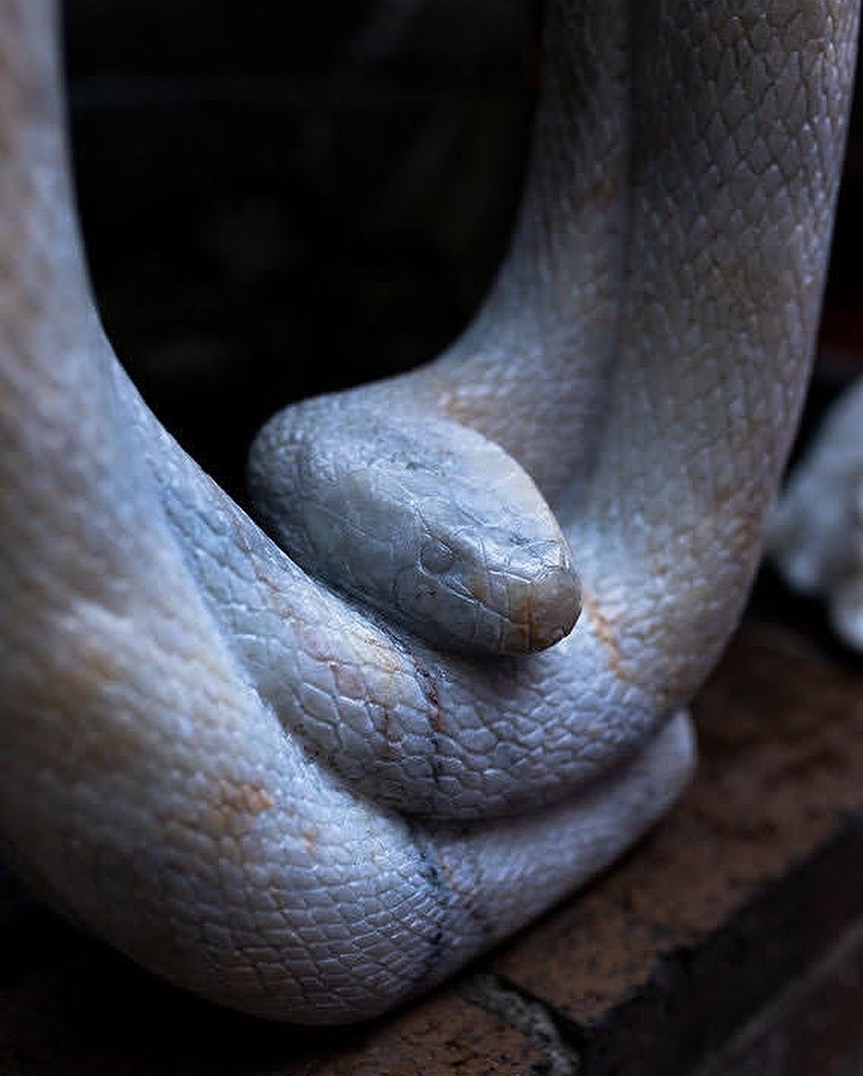 The Taipan