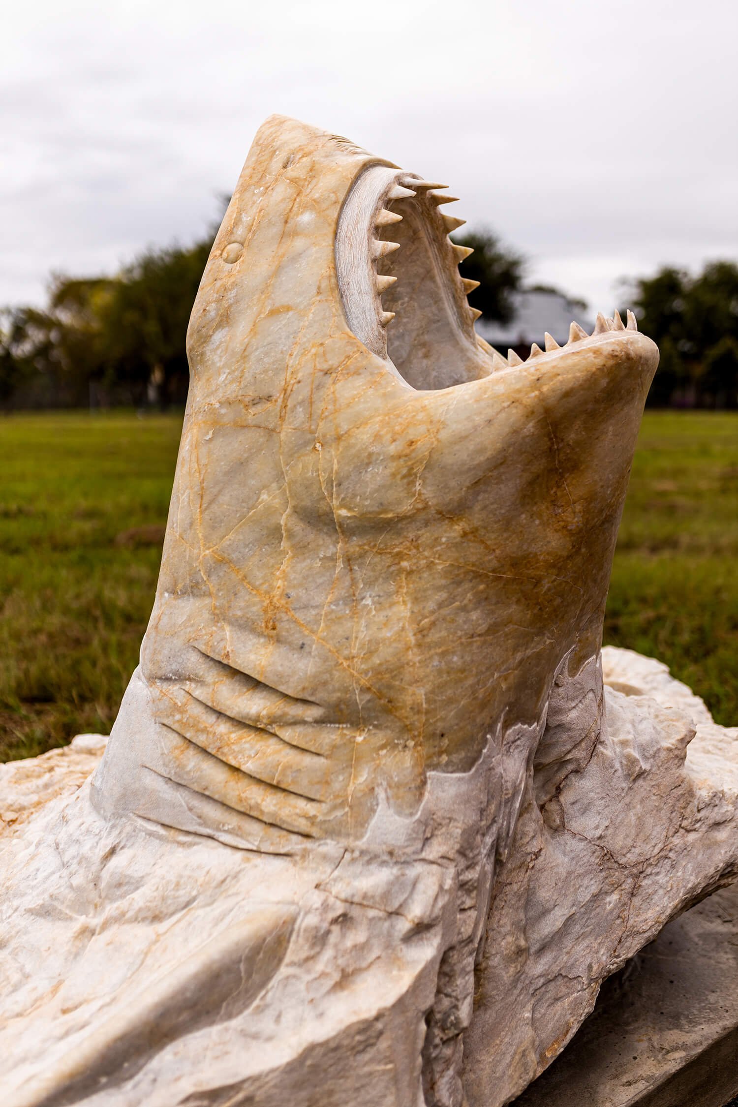 The Great White Shark