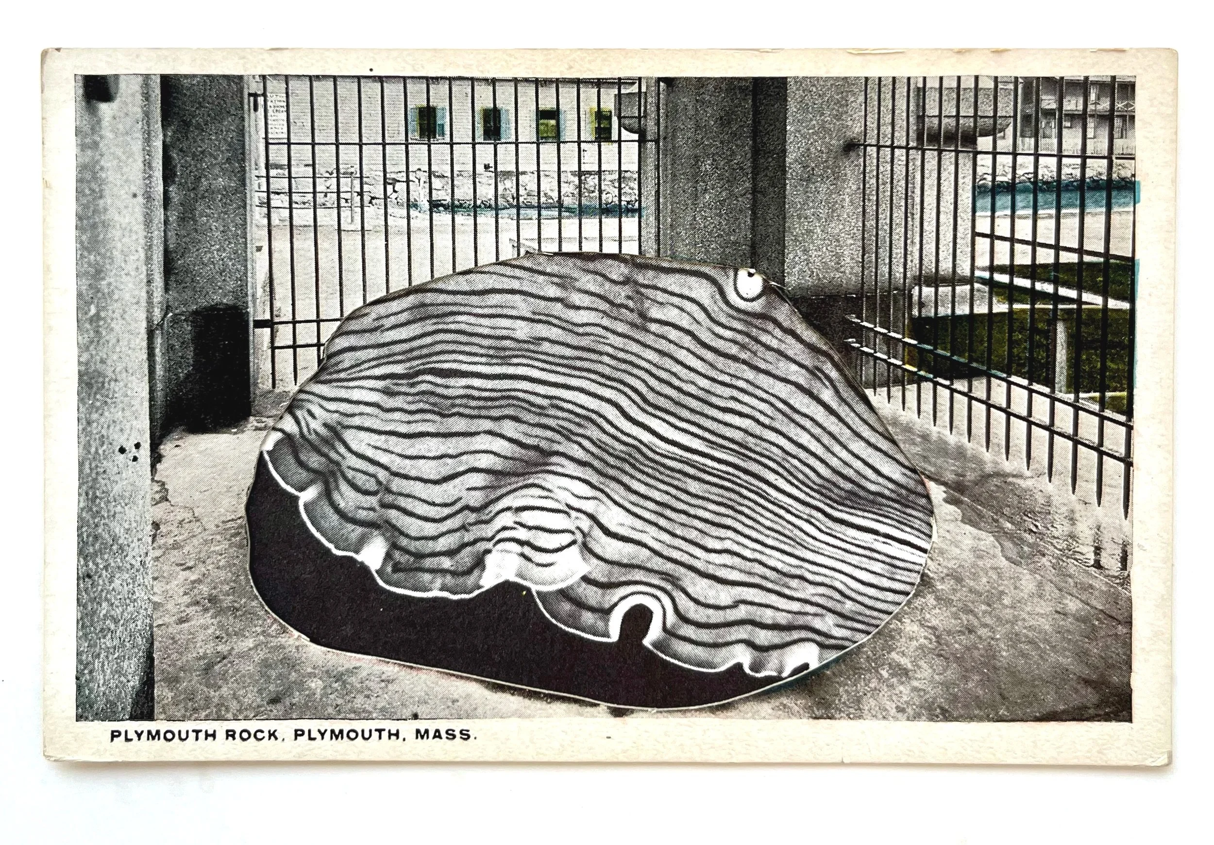 PlymouthClam.jpg