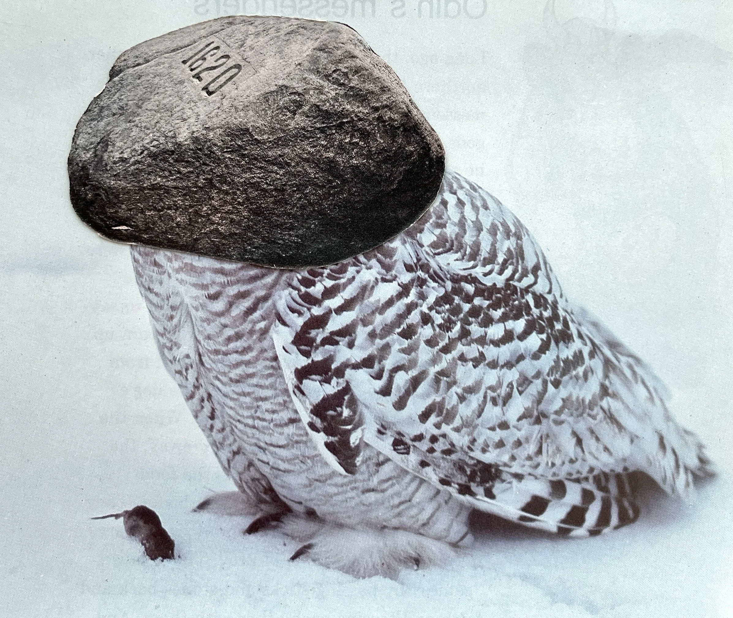 PlymouthSnowOwl.jpg