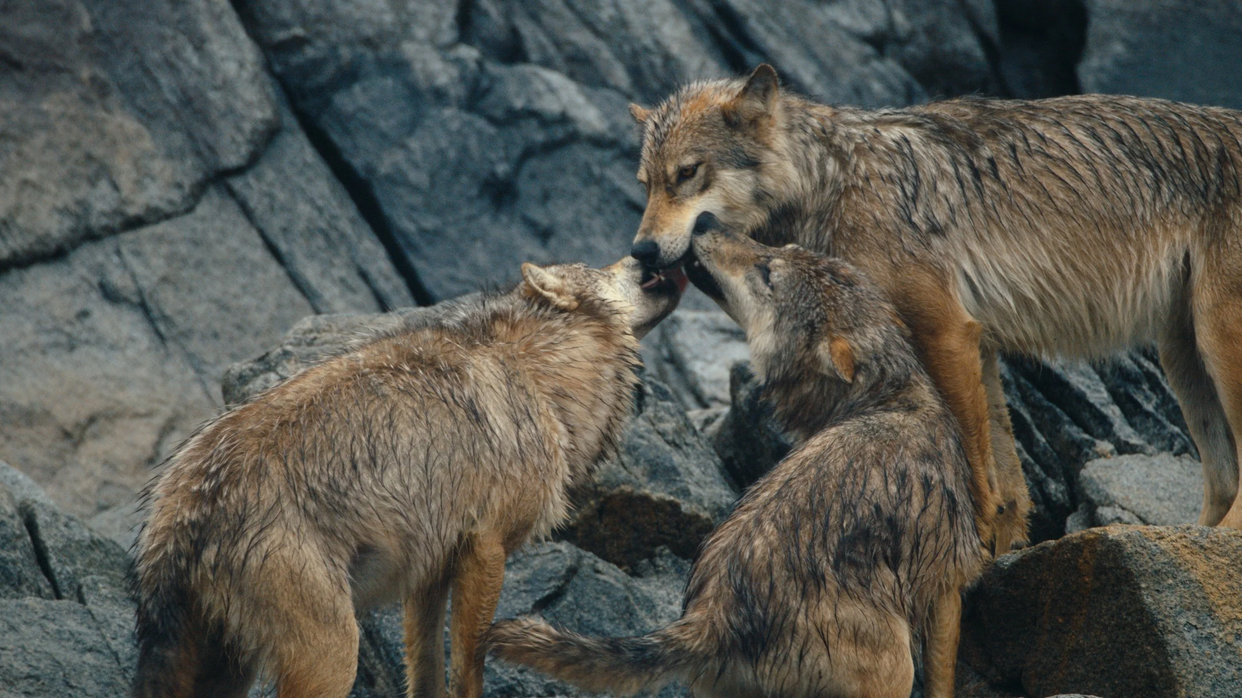 Shotover Commercial Still_1.17.1.jpg