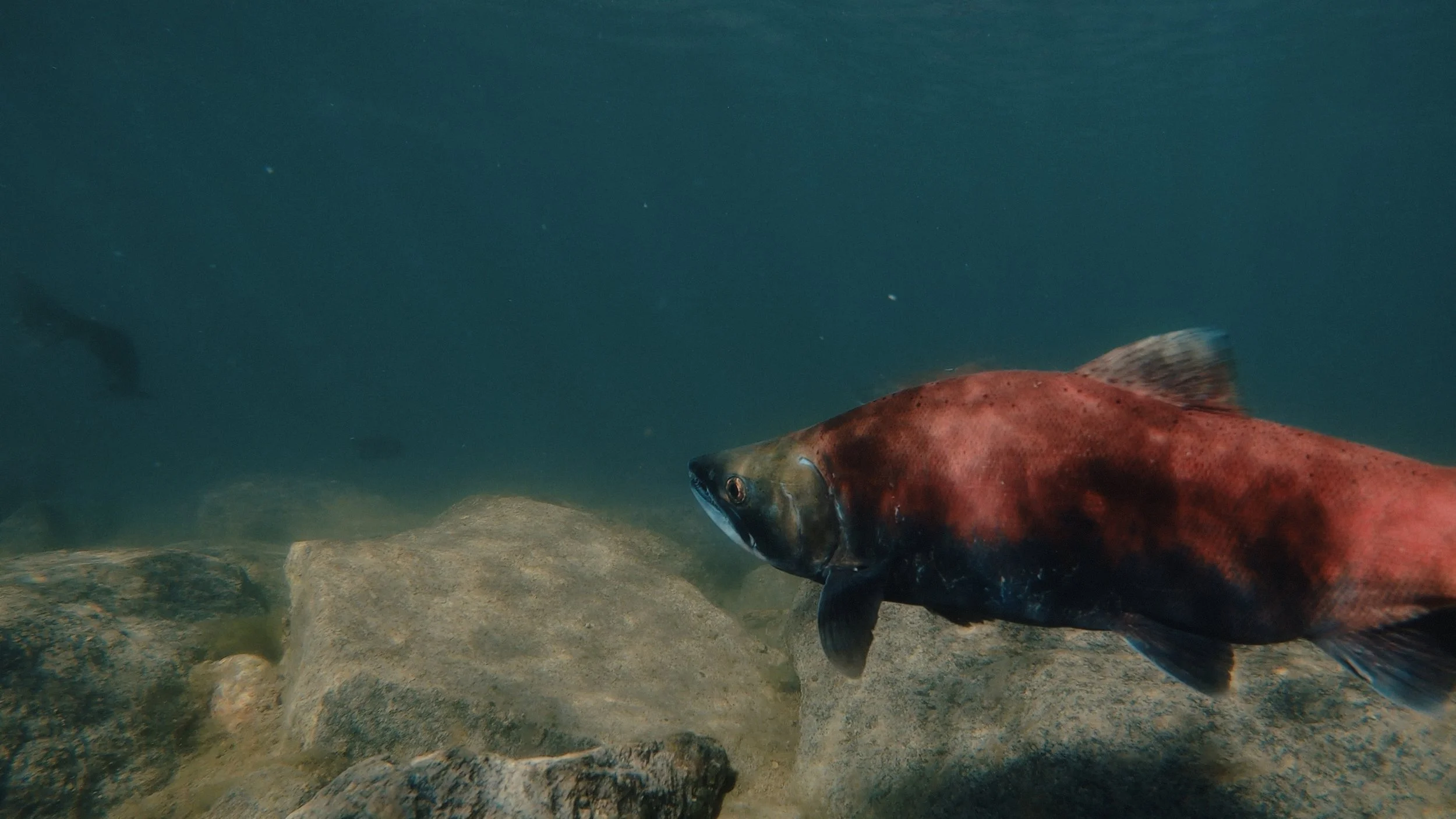 That Which Gives Us Life_3.11.1.jpg