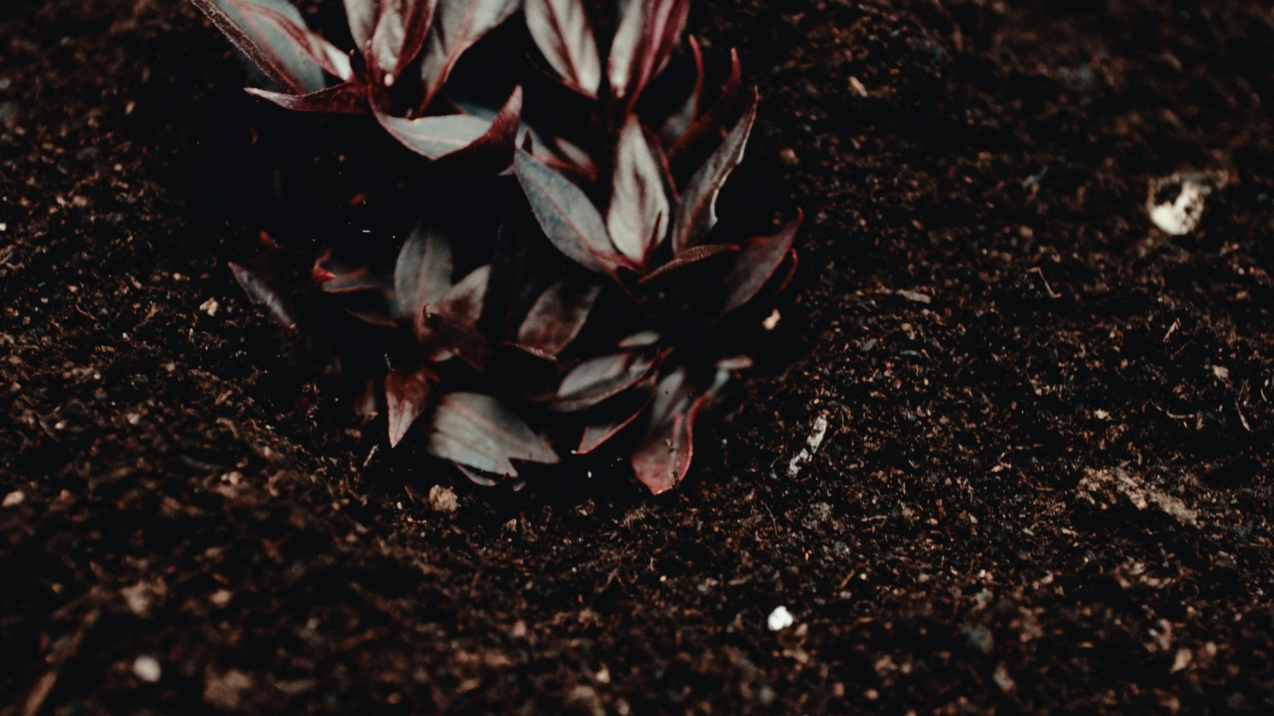 That Which Gives Us Life_5.1.1.jpg