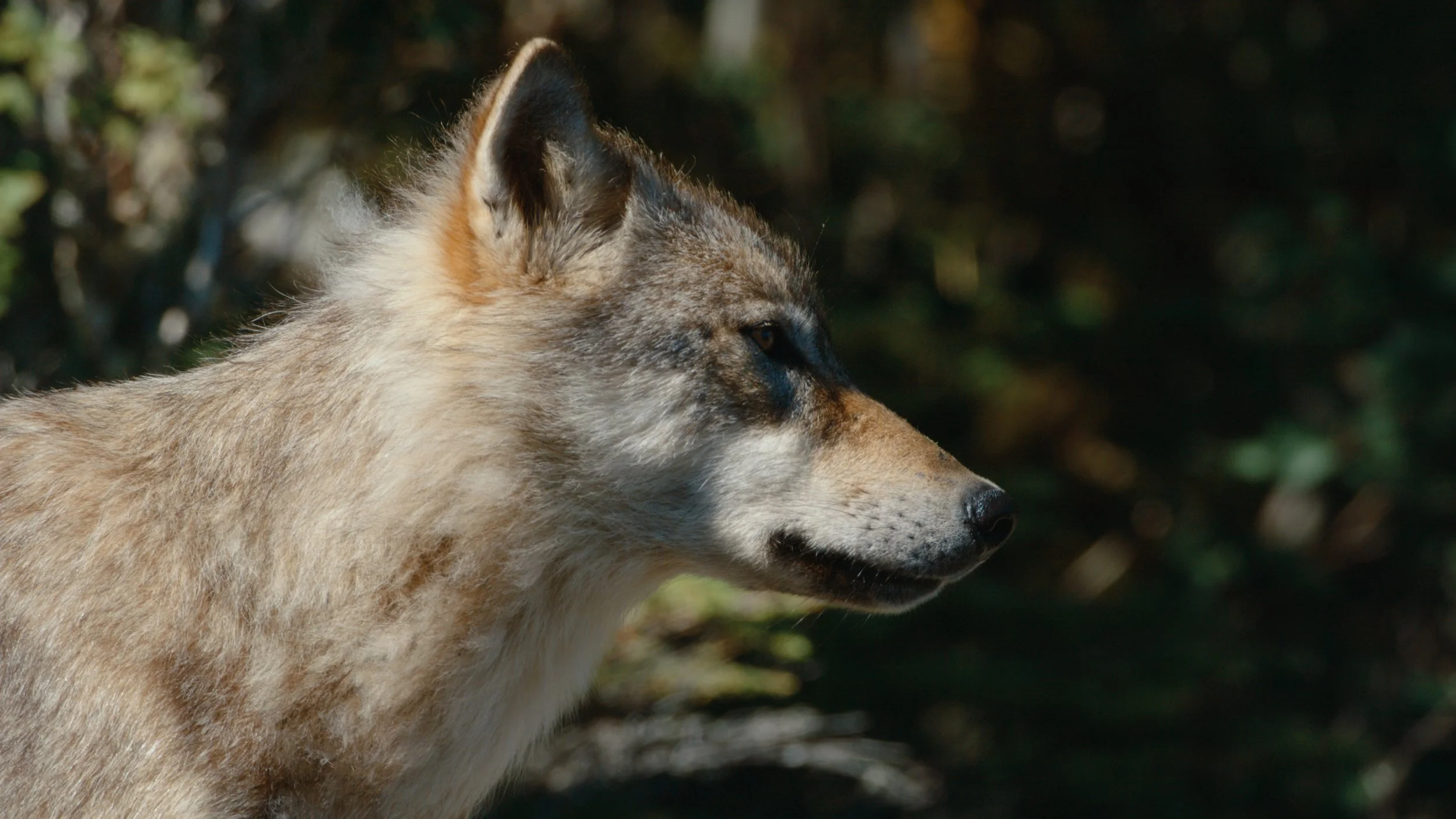 Shotover Commercial Still_1.18.1.jpg