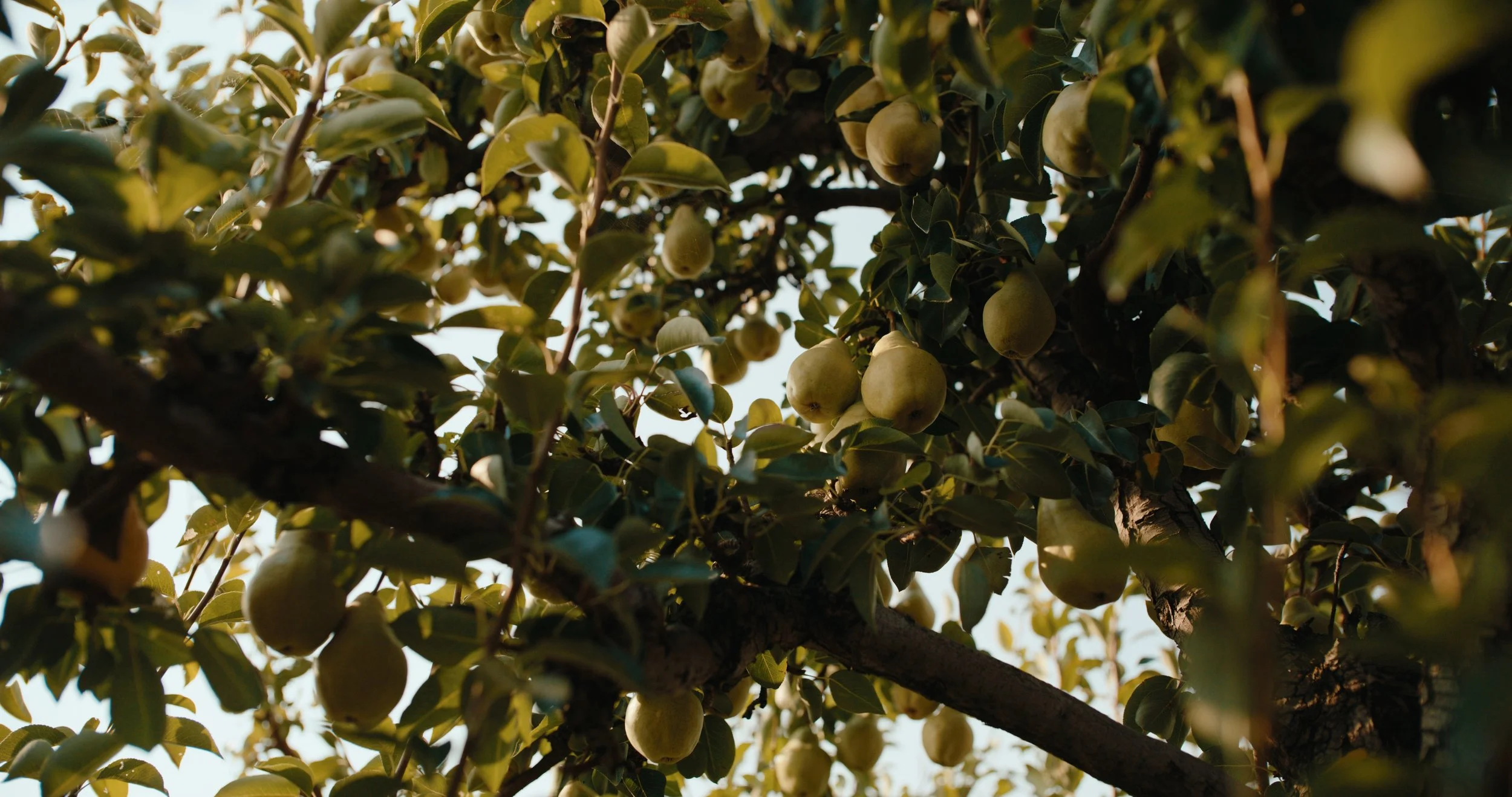 TOTA_V&V_EP 2 Still_JPEG_2.46.1.jpg