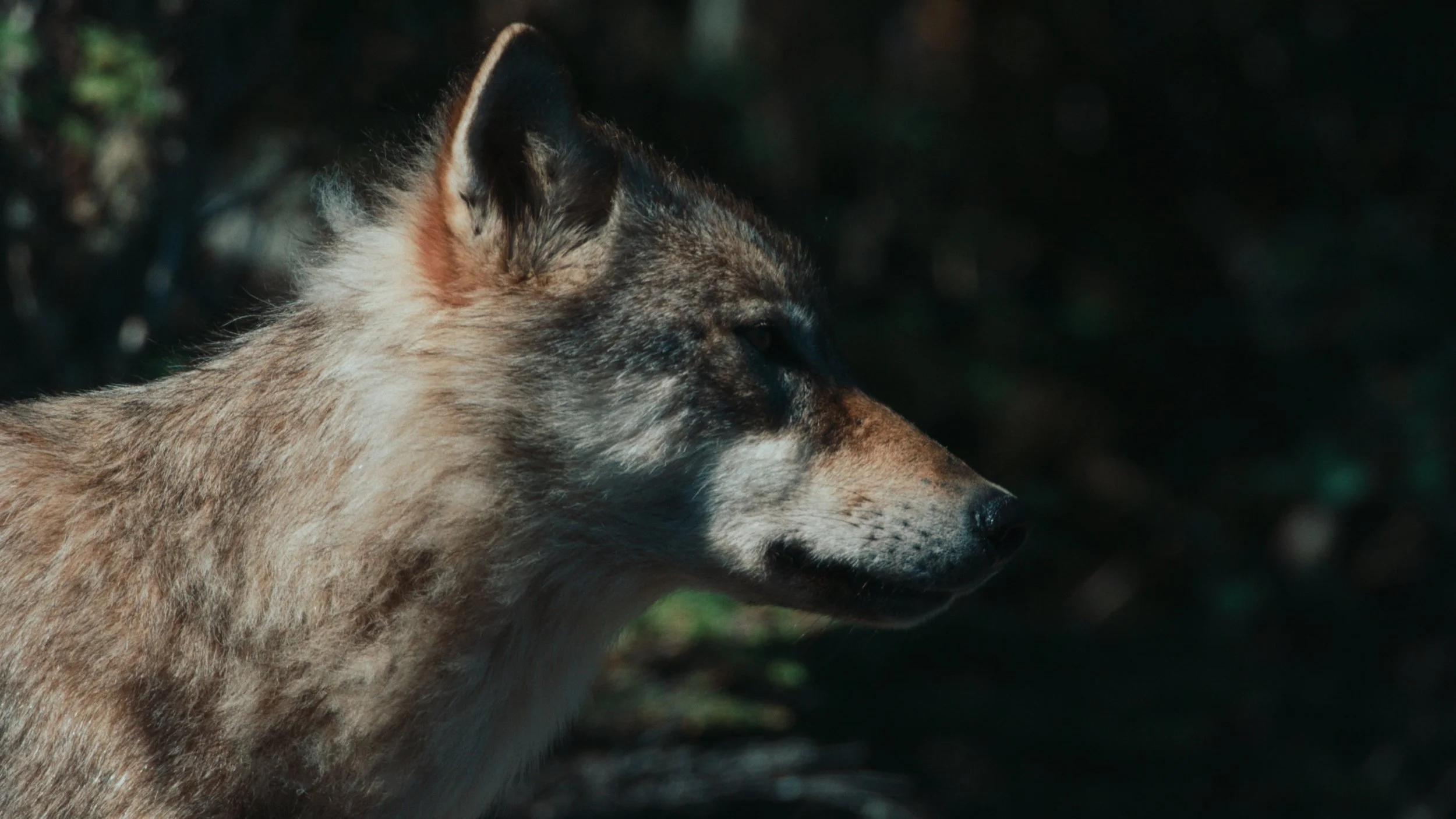 Shotover Commercial Still_1.18.1.jpg