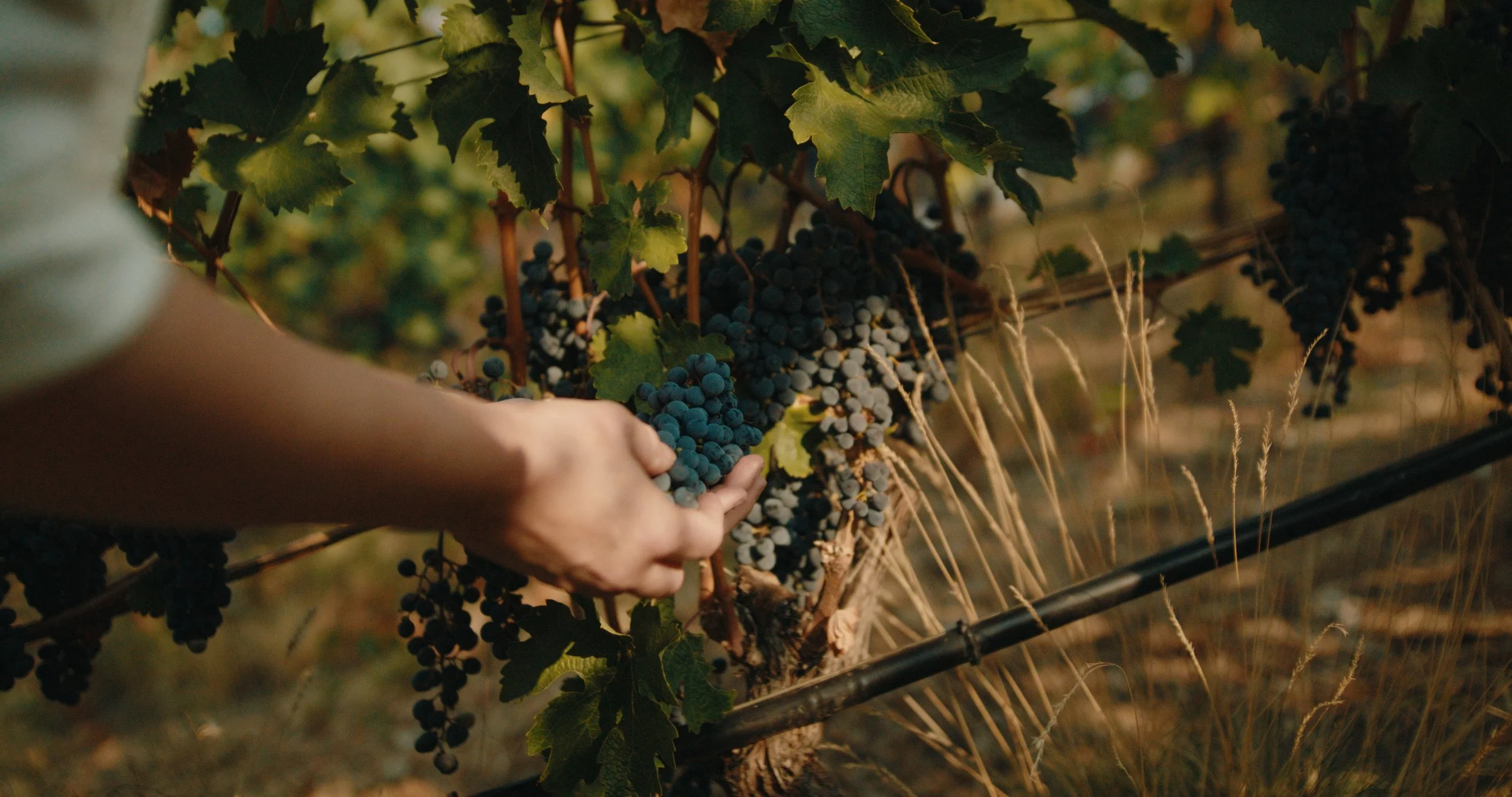 TOTA_V&V_EP 2 Still_JPEG_2.4.1.jpg