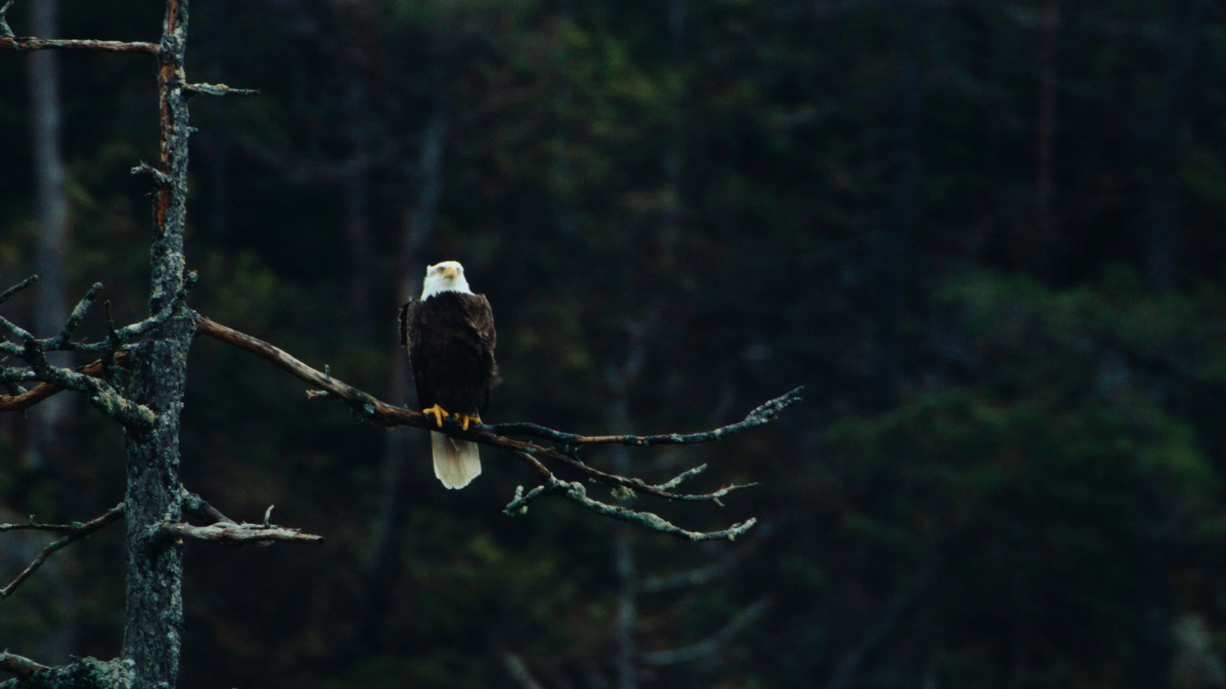 Shotover Commercial Still_1.22.1.jpg