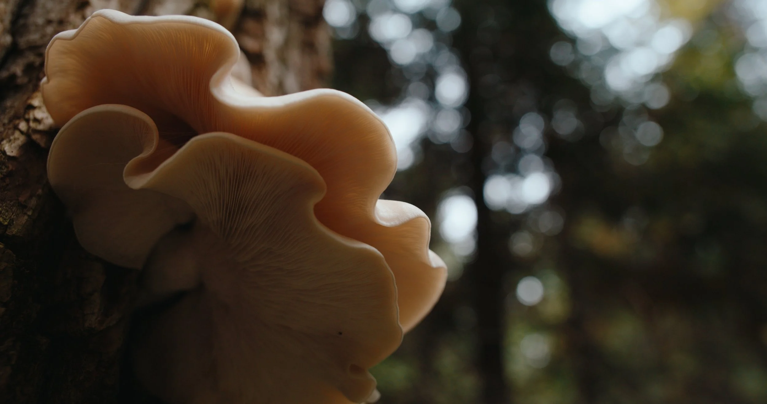 DBC_RTR_EP 6 Still_JPEG_1.103.1.jpg