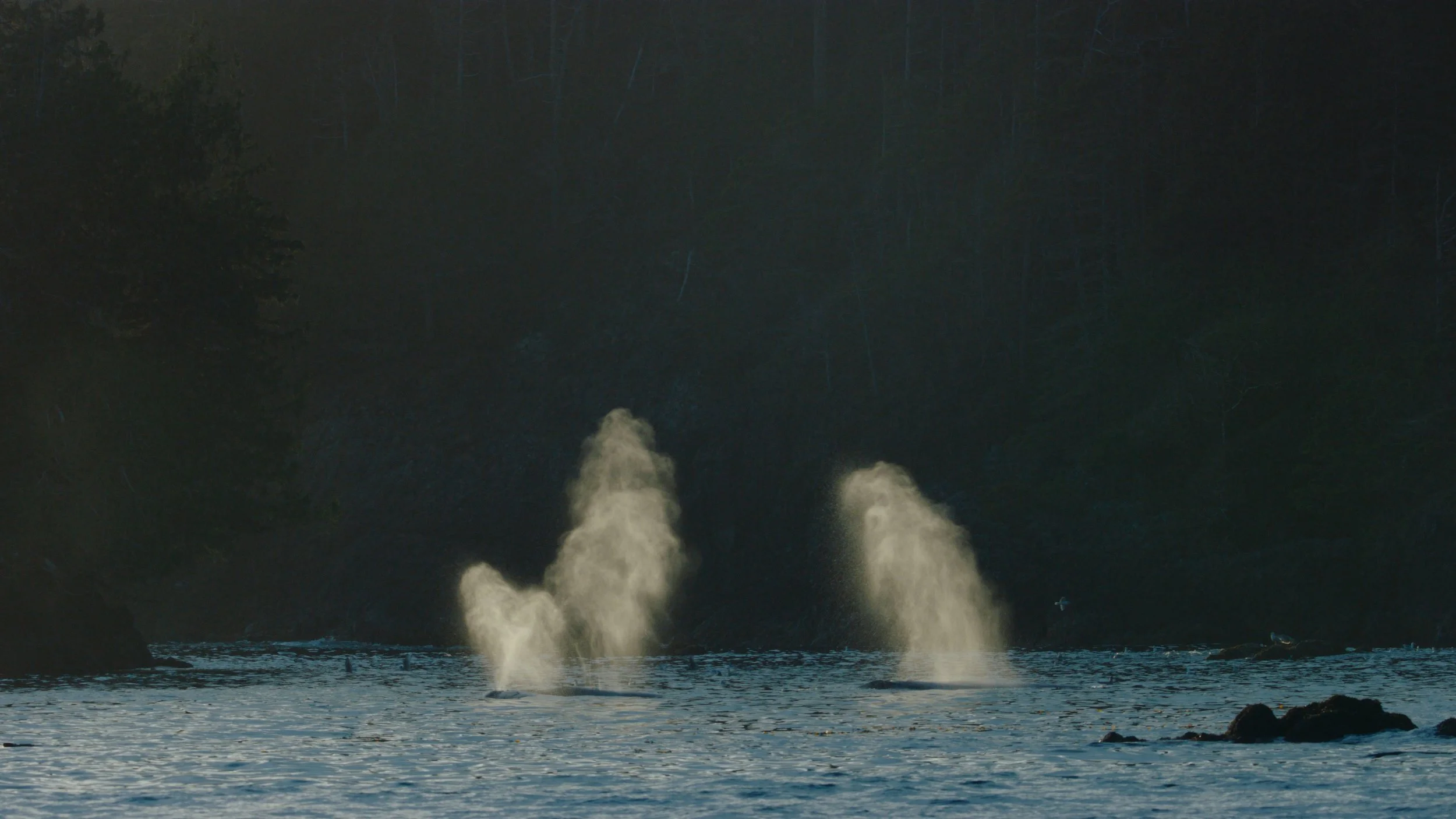 Shotover Commercial Still_1.26.1.jpg