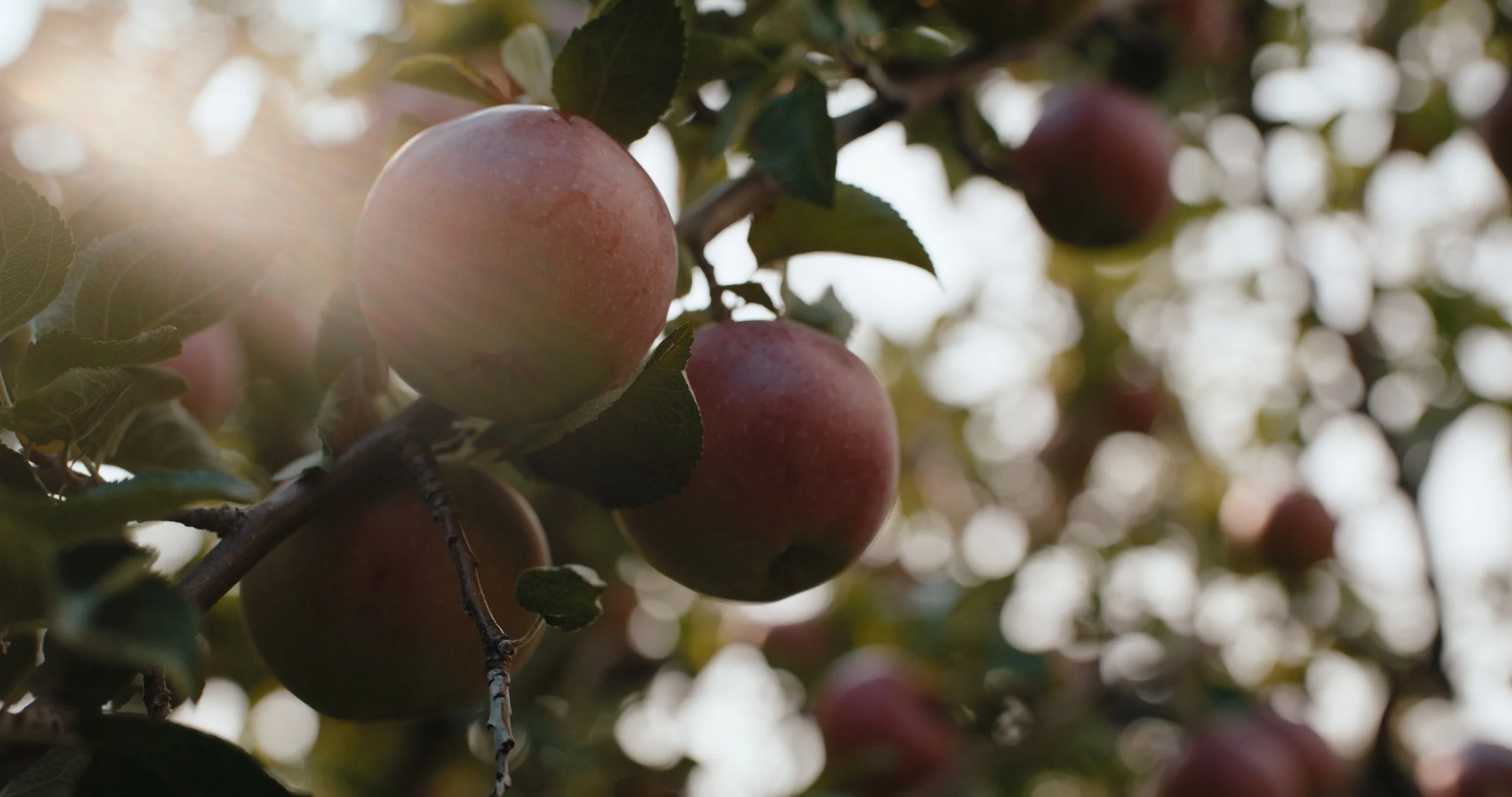 TOTA_V&V_EP 2 Still_JPEG_2.8.1.jpg