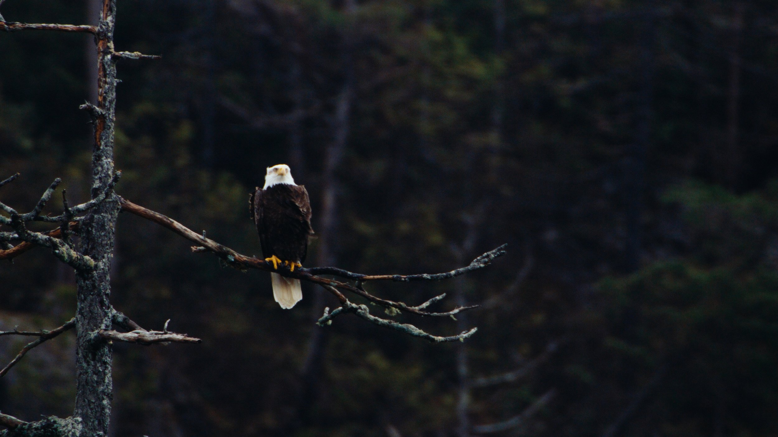 Shotover Commercial Still_1.22.1.jpg