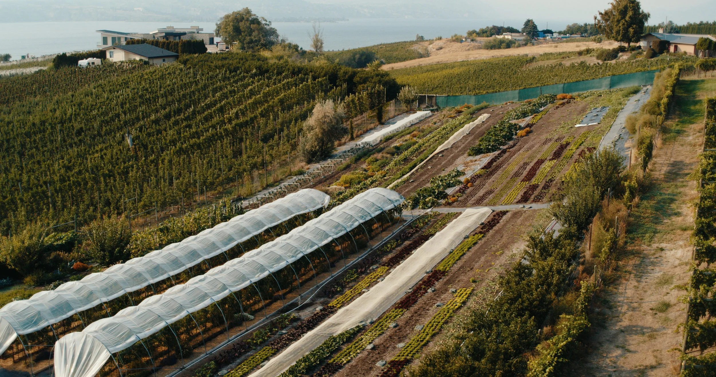 TOTA_V&V_EP 2 Still_JPEG_2.32.1.jpg