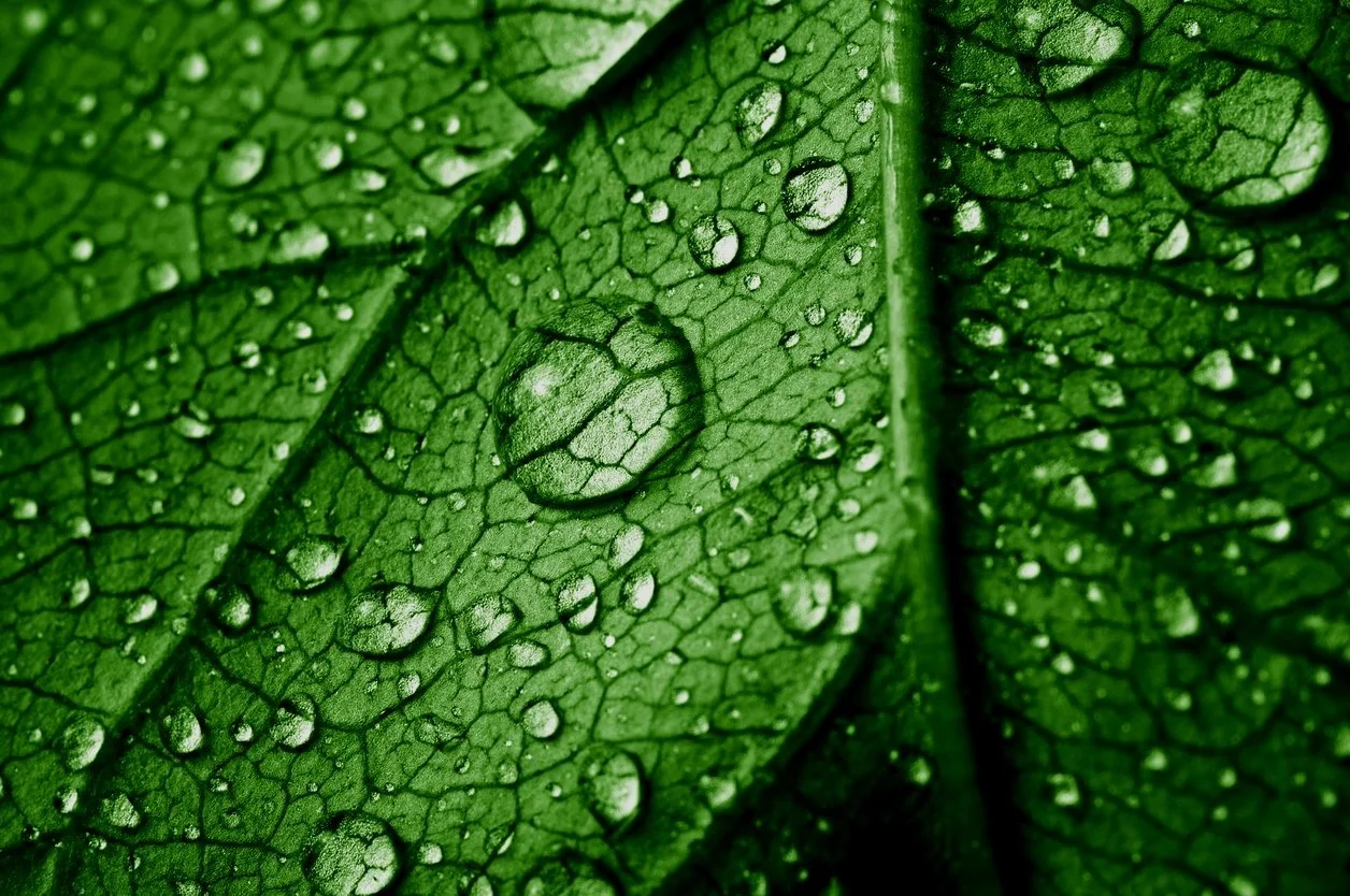 leafwater.jpg