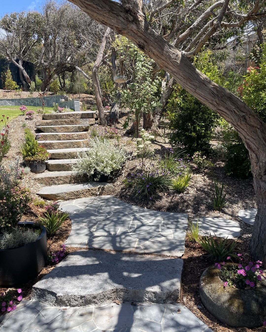 Eastern View project transition from deck to bluestone landing and beach access trail. 
We extended the scale and shape of this bluestone landing to capture the extensive shadows of the existing Eucalyptus and Moonah. 

#coastal #landscapearchitectur