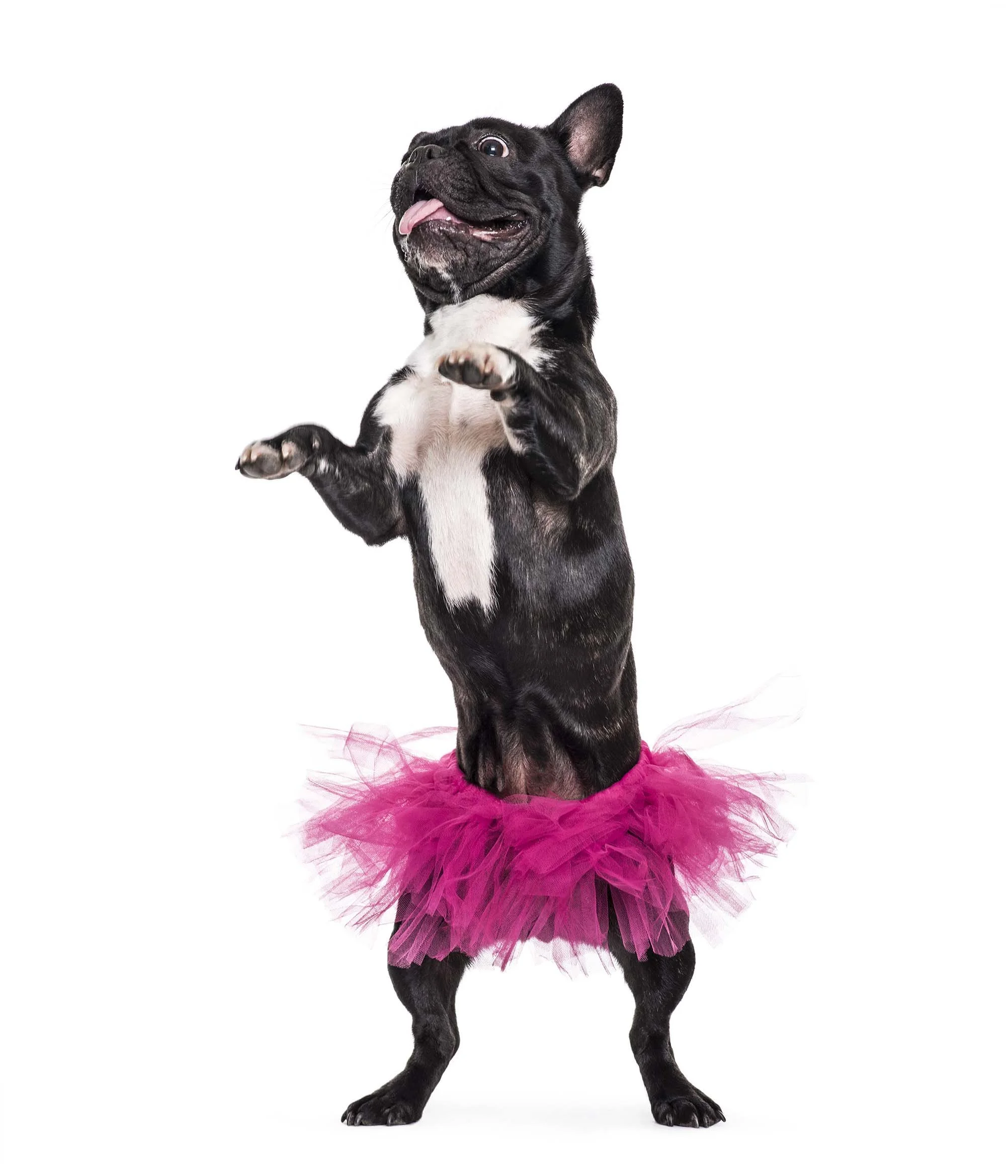 Dog Ballerina